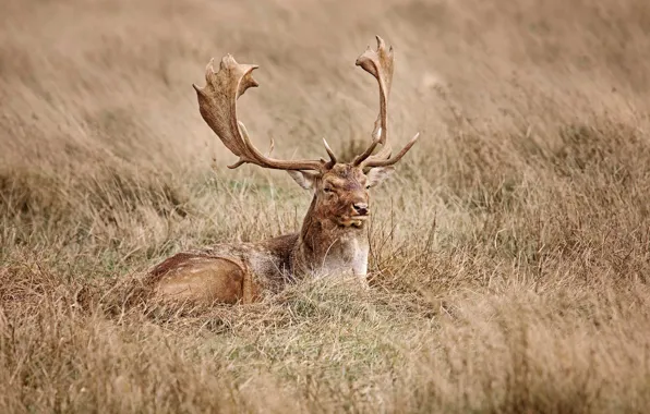 Picture field, grass, look, pose, deer, lies, horns