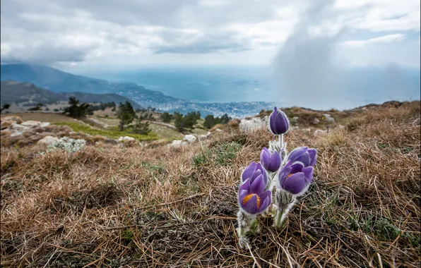 Picture purple, the sky, grass, leaves, trees, landscape, flowers, mountains