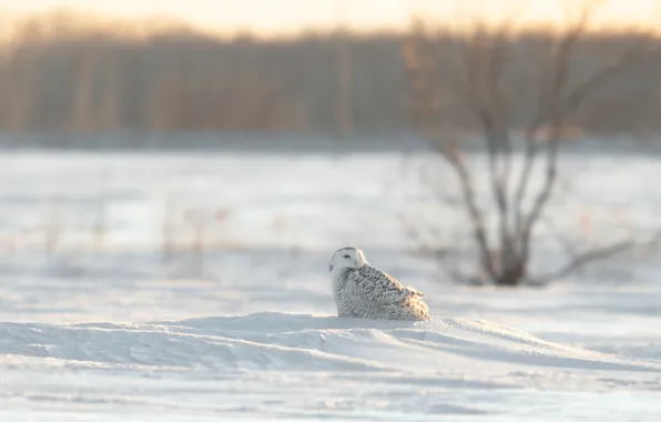 Picture winter, snow, trees, nature, owl, bird, polar