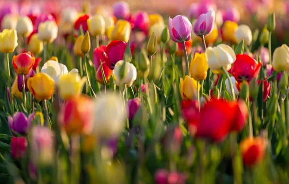 Picture field, flowers, glade, bright, blur, spring, tulips, buds