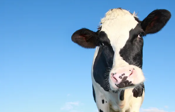 Picture the sky, nature, animal, cow