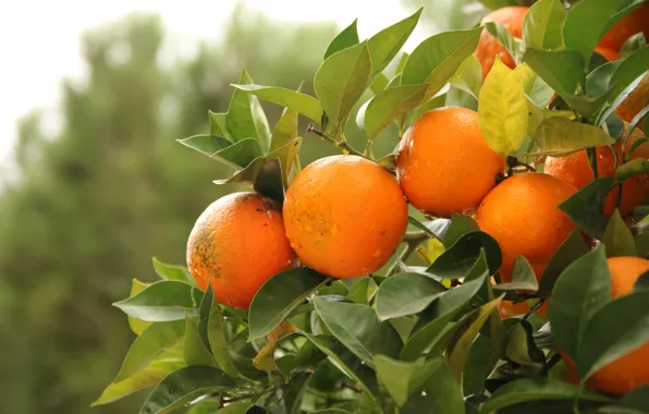 Picture leaves, drops, branches, nature, orange, garden, fruit, fruit