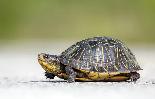 Picture road, nature, turtle