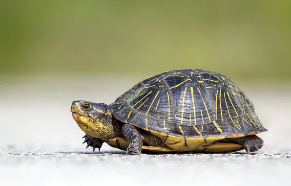 Road, nature, turtle