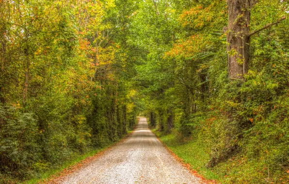 Picture road, autumn, forest, leaves, trees, foliage, the sun's rays