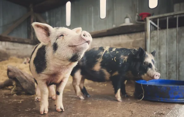 Background, animal, pig