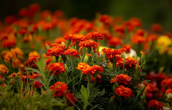 Flowers, bright, garden, red, flowerbed, autumn, marigolds
