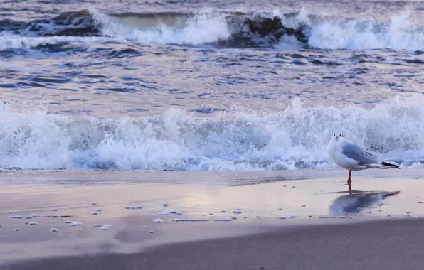 Picture beach, sea, ocean, bird, seagull