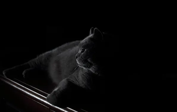 Look, face, night, stay, calm, legs, black background, black cat