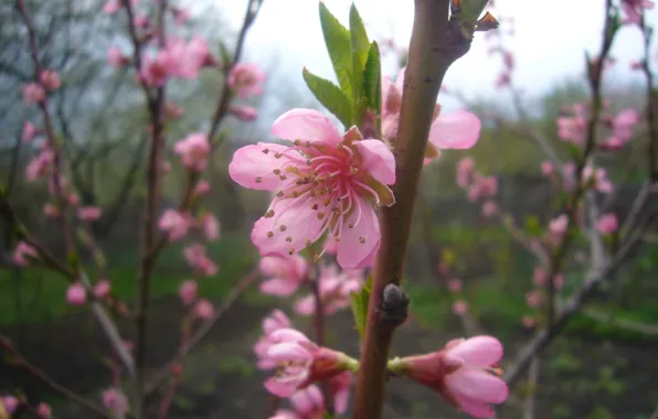 Trees, Flowering, April