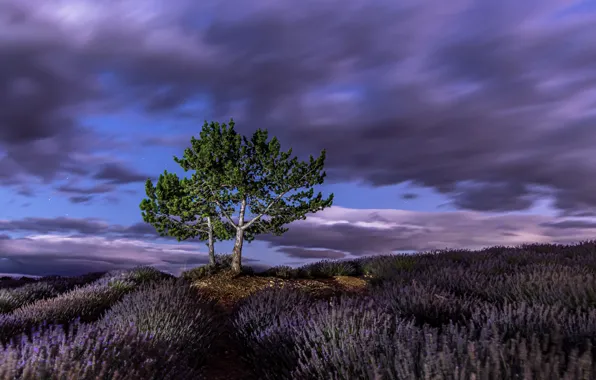 Picture trees, night, lavender