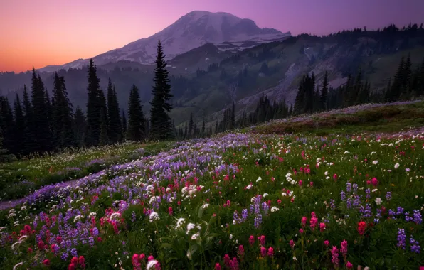 Forest, the sky, flowers, mountains, the evening, hill, Doug Shearer
