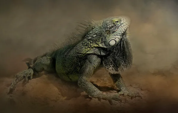Pose, treatment, iguana, reptile, photoart