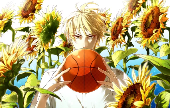 Look, sunflowers, the ball, guy, Kuroko From Basket, Kuroko's basketball, Ryouta, solar flare