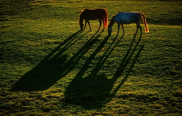 Shadow, horse, meadow