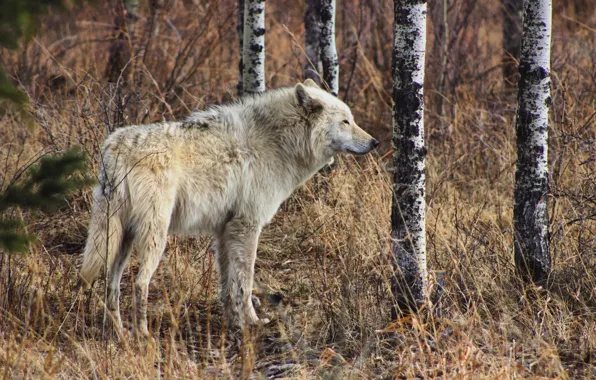 Picture nature, predator, animal, wolf, wildlife, portrait, portrait., Canis lupus. face