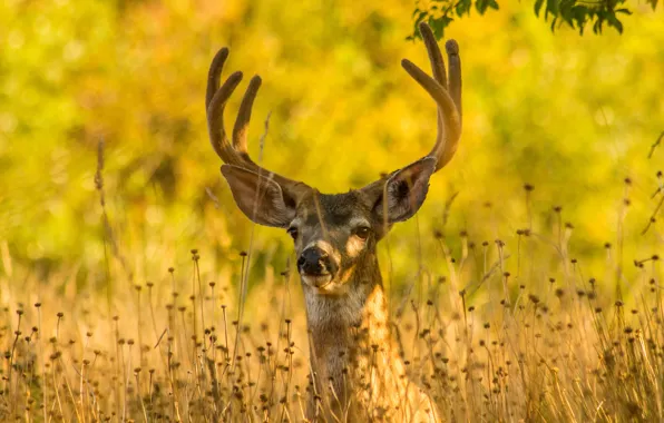 Field, autumn, grass, nature, deer, horns