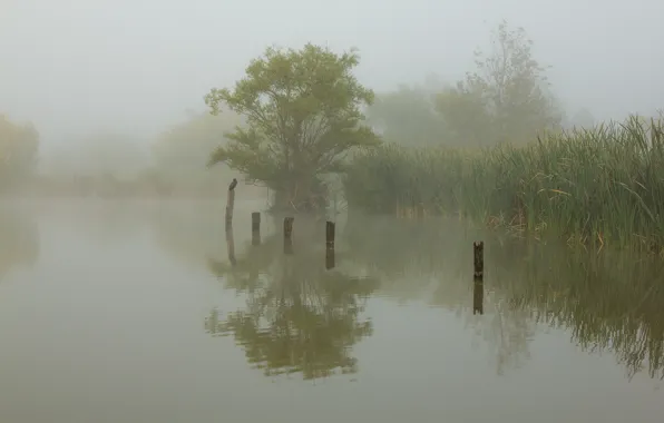 Picture fog, lake, bird, morning, reed