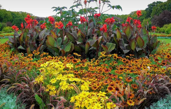 Flowers, Park, garden, flowerbed