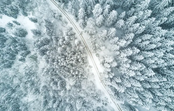 Winter, road, forest, nature, the way, tree, forest, road