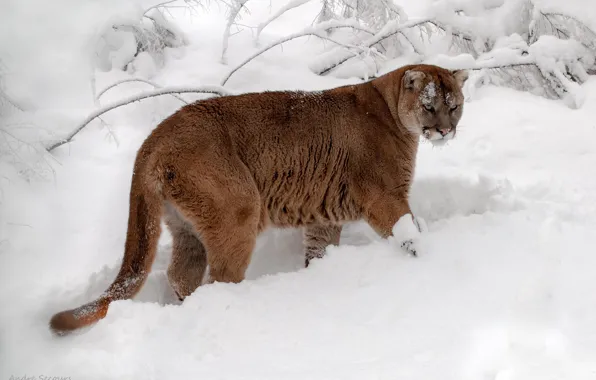 Picture snow, Puma, mountain lion, Jaguar
