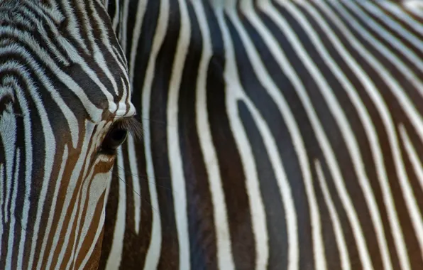 Picture endangered species, desert Zebra, Grevy's Zebra