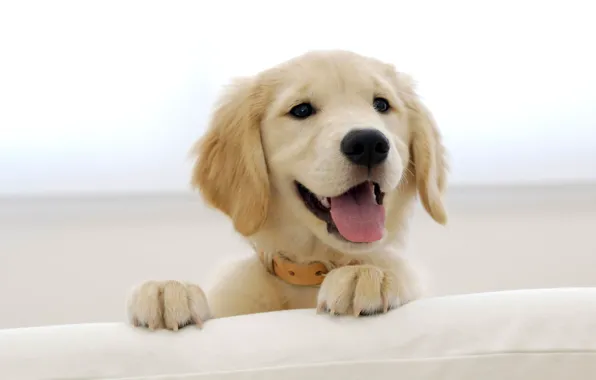Look, smile, Puppy