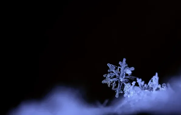 Winter, nature, snowflake