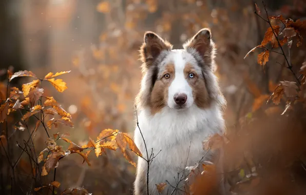 Picture autumn, look, face, leaves, branches, portrait, dog, bokeh