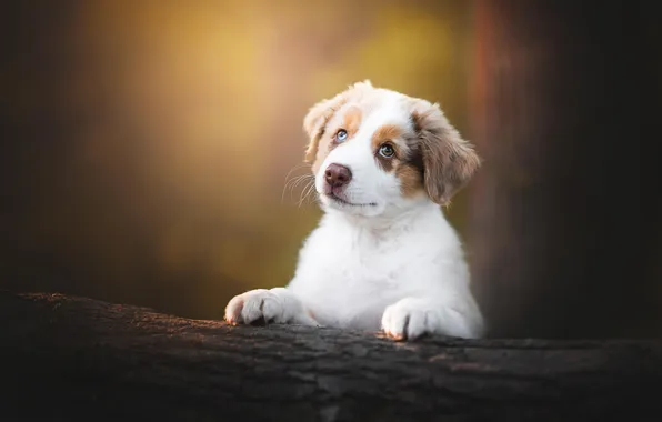 Look, nature, pose, dog, puppy, log, face, Aussie