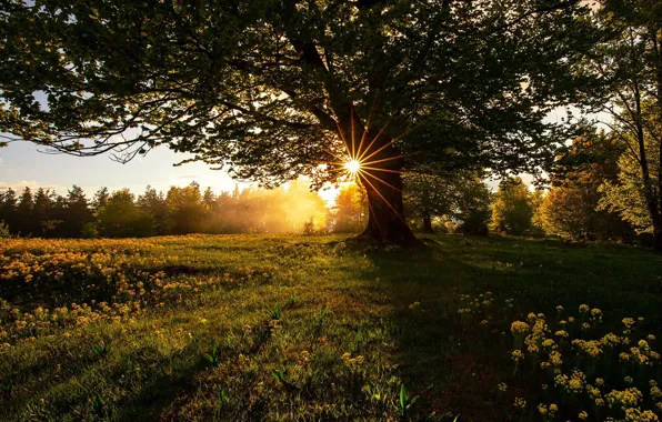 The sun, rays, nature, tree