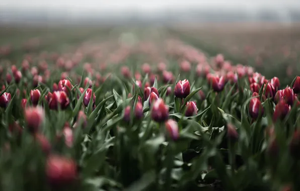 Field, leaves, flowers, blur, spring, tulips, red, buds