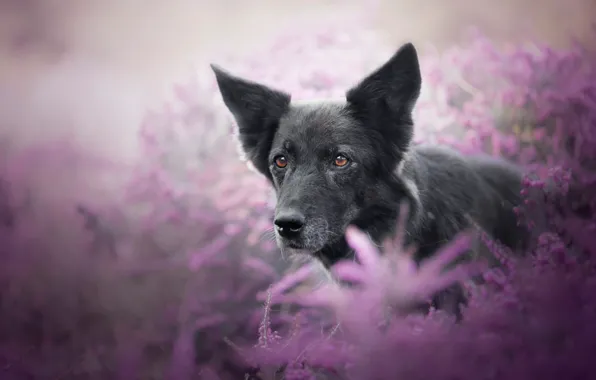 Summer, look, face, flowers, nature, background, black, portrait