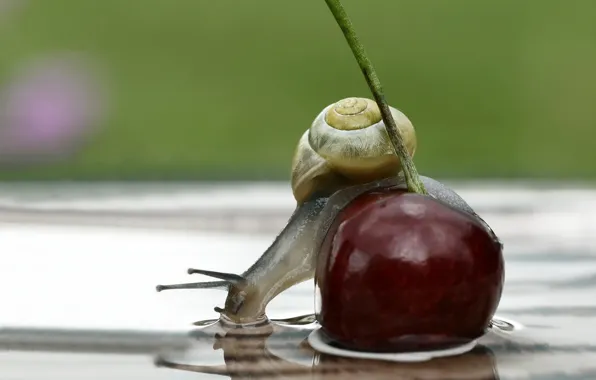 Picture water, macro, cherry, reflection, snail, berry