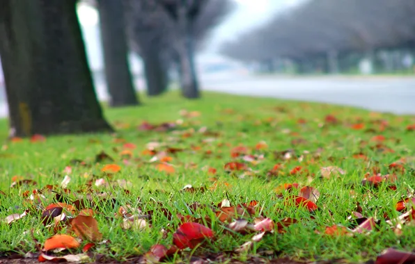 Road, autumn, grass, trees, lawn, blur, colorful, time of the year