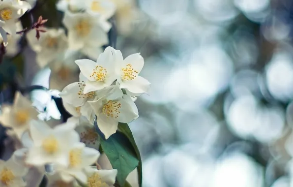 Summer, nature, Jasmine tree