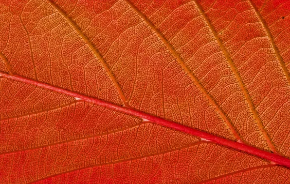 Picture Red, autumn, pattern, leaf