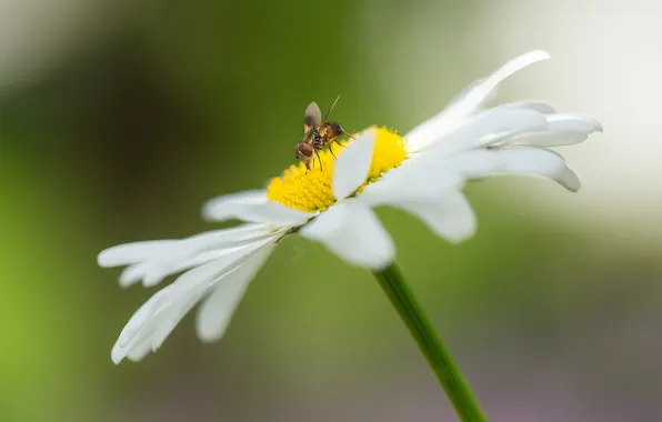 Nature, fly, chamomile