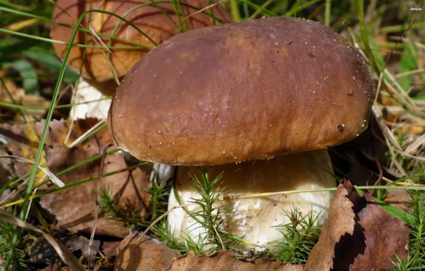 Picture macro, large, White mushroom
