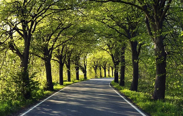 Road, asphalt, trees