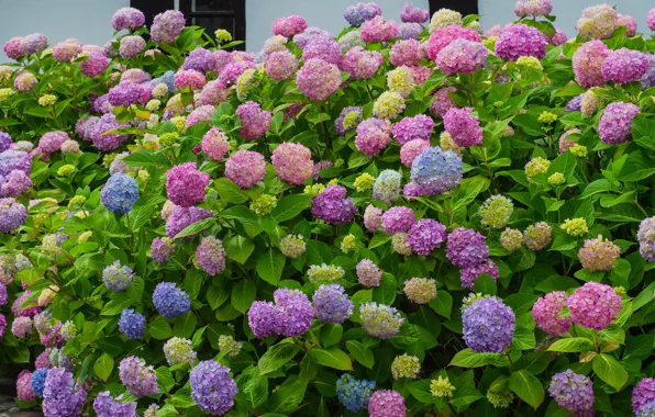 Picture leaves, flowering, the bushes, lilac, hydrangea