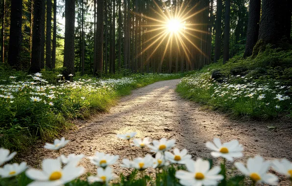 Road, greens, forest, summer, the sun, rays, light, flowers