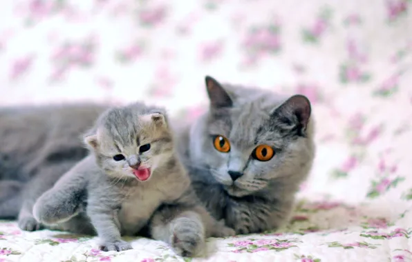 Language, cat, look, cats, kitty, grey, blur, baby
