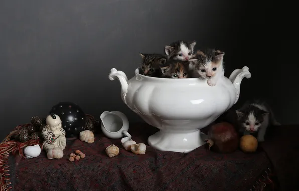Look, balls, cats, the dark background, lemon, kittens, fabric, white