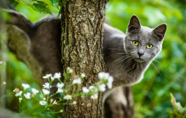 Cat, summer, cat, look, face, flowers, nature, pose