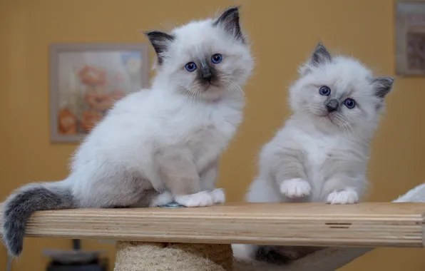 Look, pose, kitty, background, room, wall, pair, Board