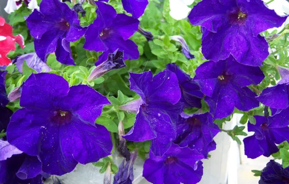 Flowers, dark, Petunia, Mamala ©