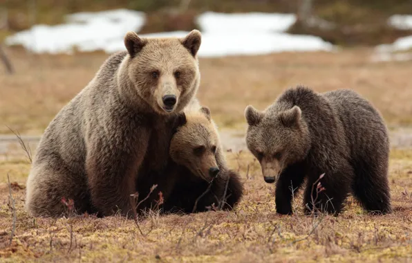 Autumn, look, snow, nature, pose, glade, bear, bears