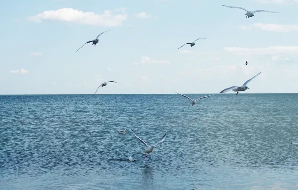 Sea, water, flight, seagulls, calm, blue, blue, cormorants