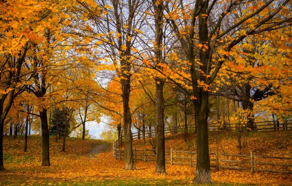 Road, autumn, forest, leaves, trees, nature, Park, colors